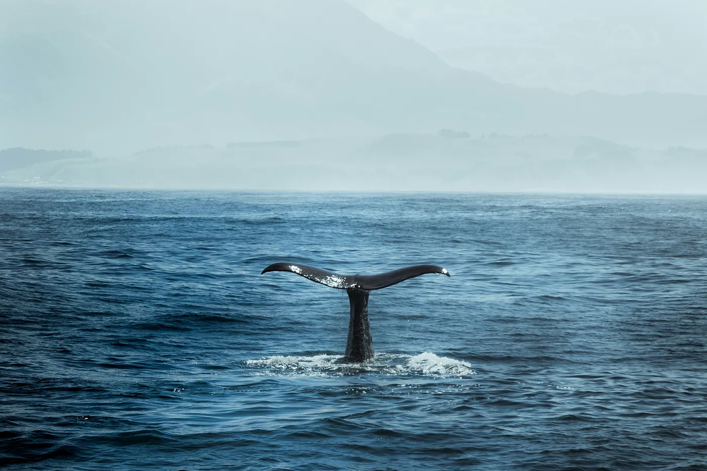 Die Fluke eines Pottwals vor der Bergkette von Kaikōura, vom Wasser aus gesehen